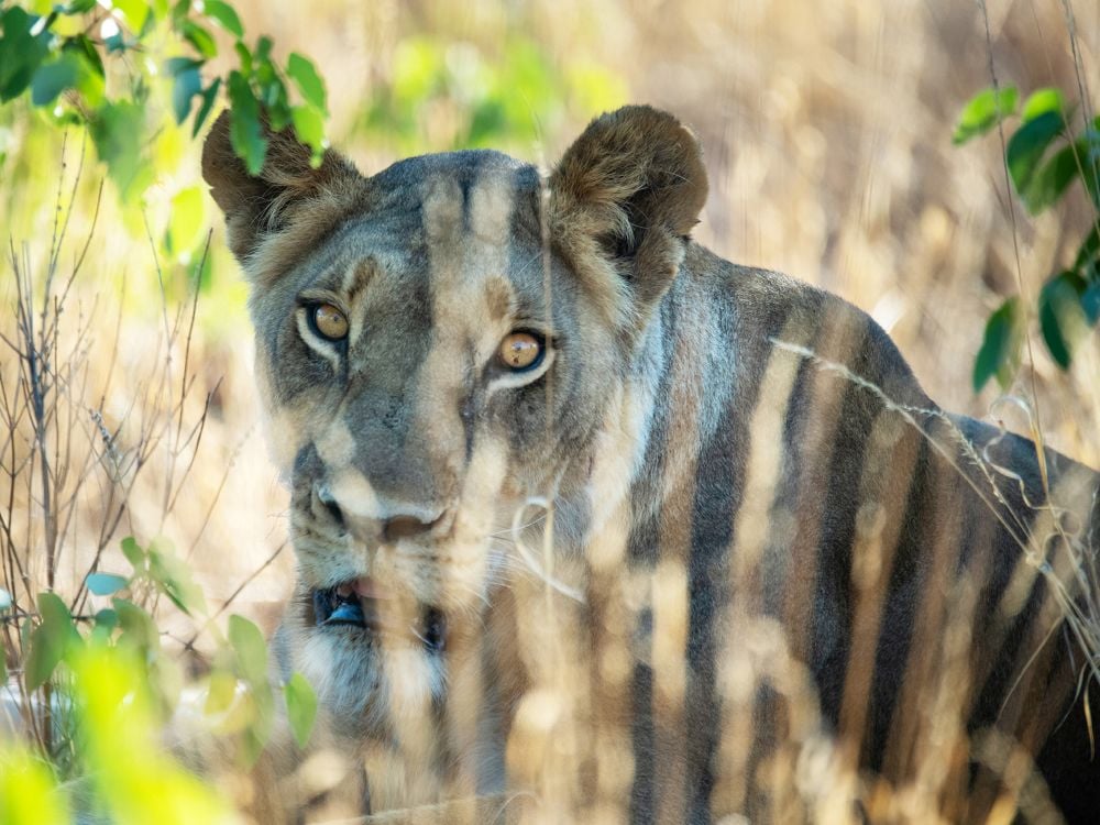 Botswana Safari Escape - 10 Days